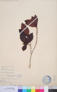 Specimen thumbnail